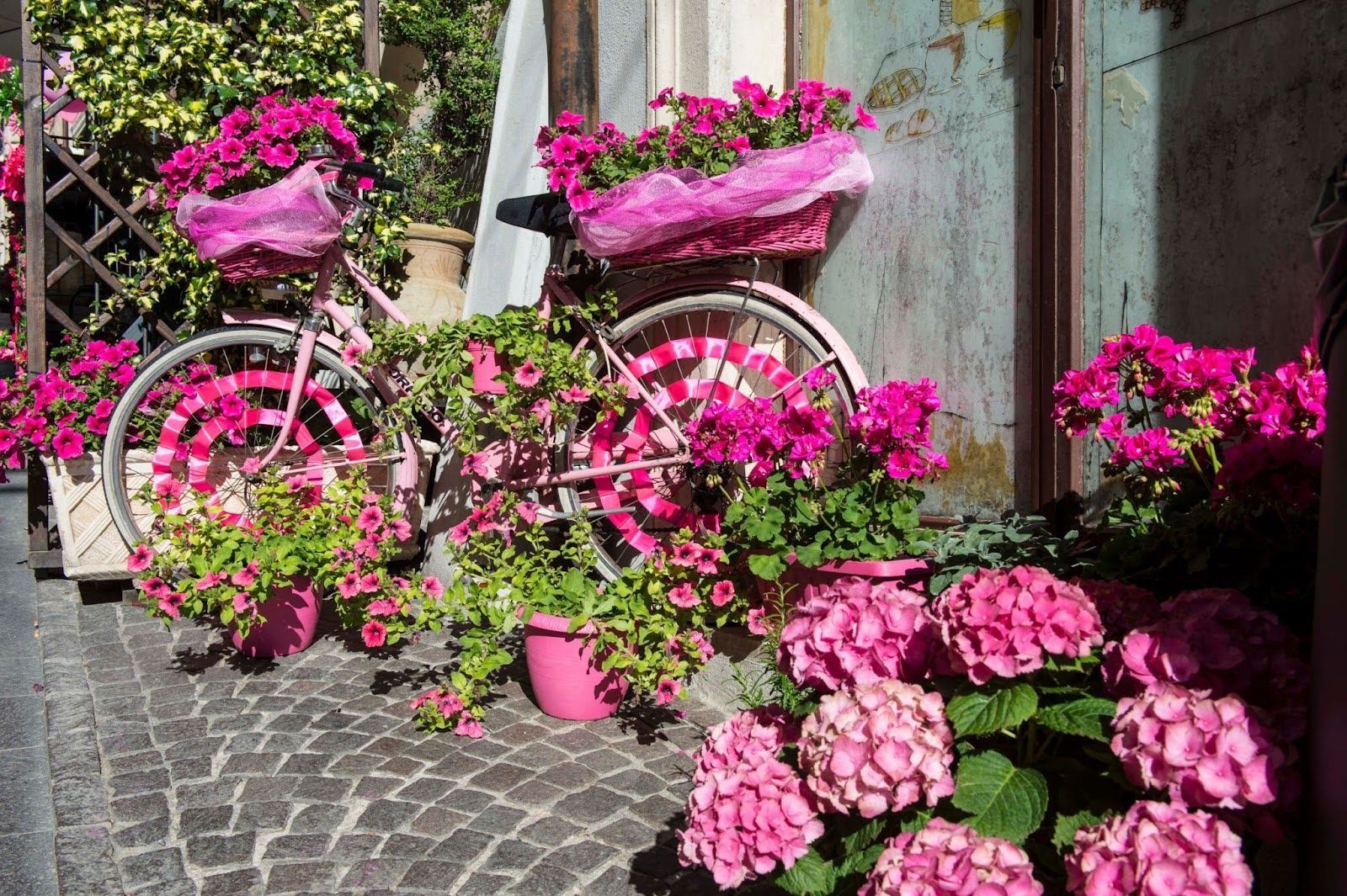 pink flowers.jpg