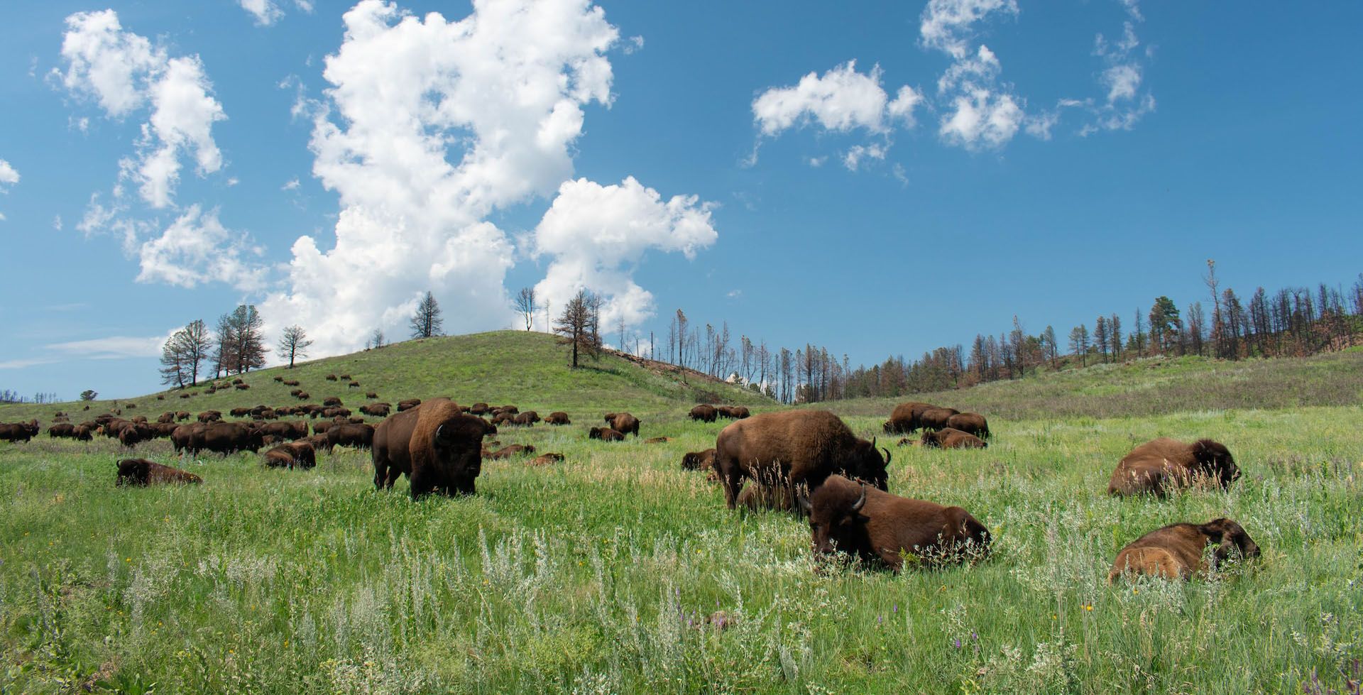 The largest herd of bison in Custer State Park on your ride on ROUVY