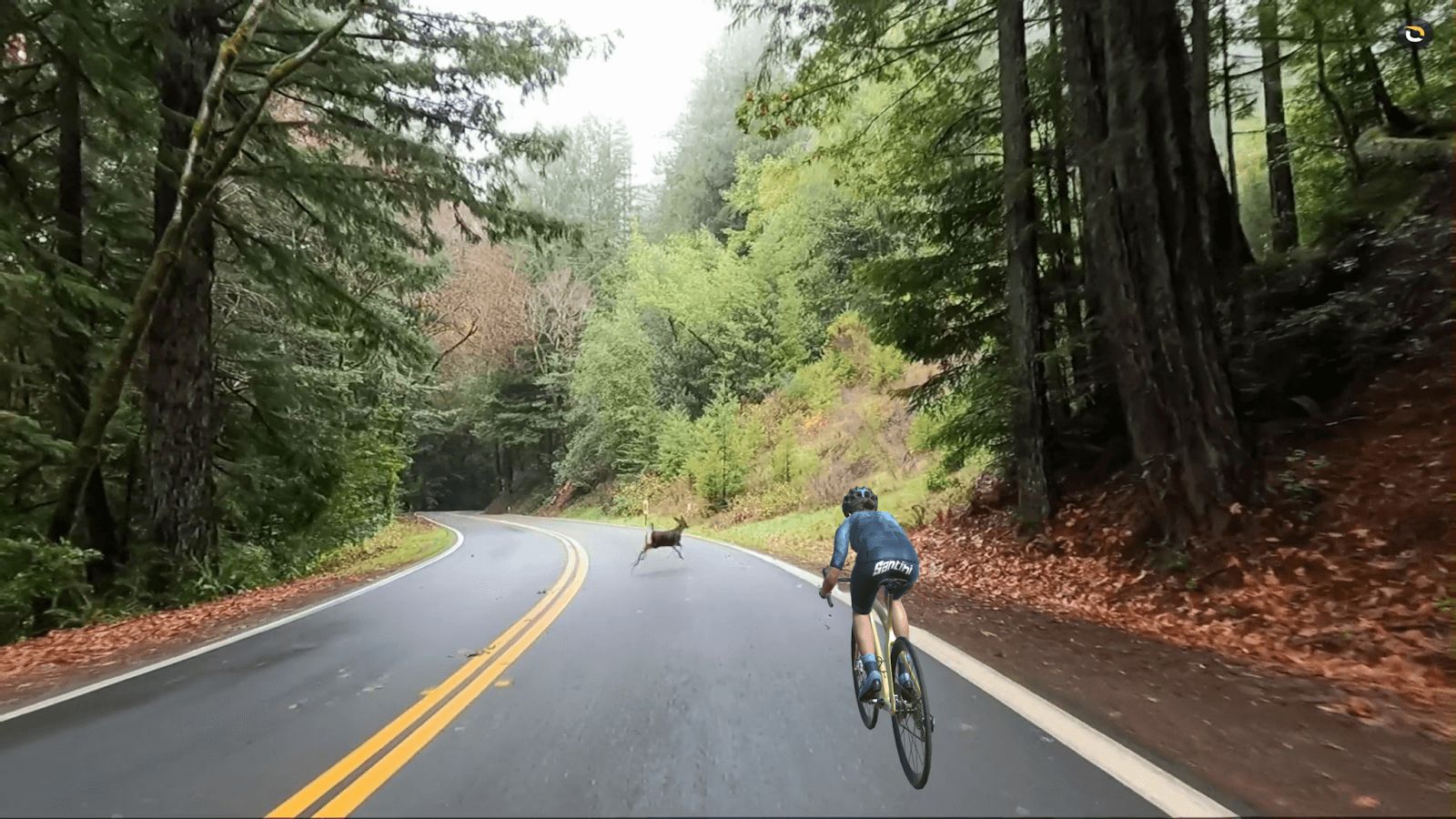Avenue of the Giants.png