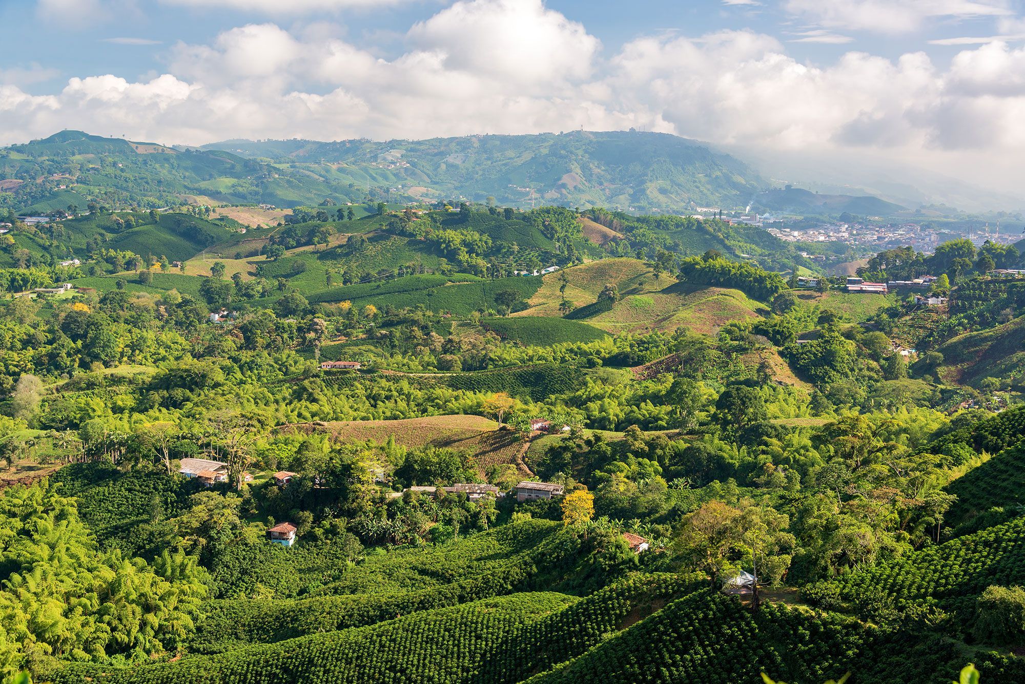 Manizales-coffee-plantations.jpg