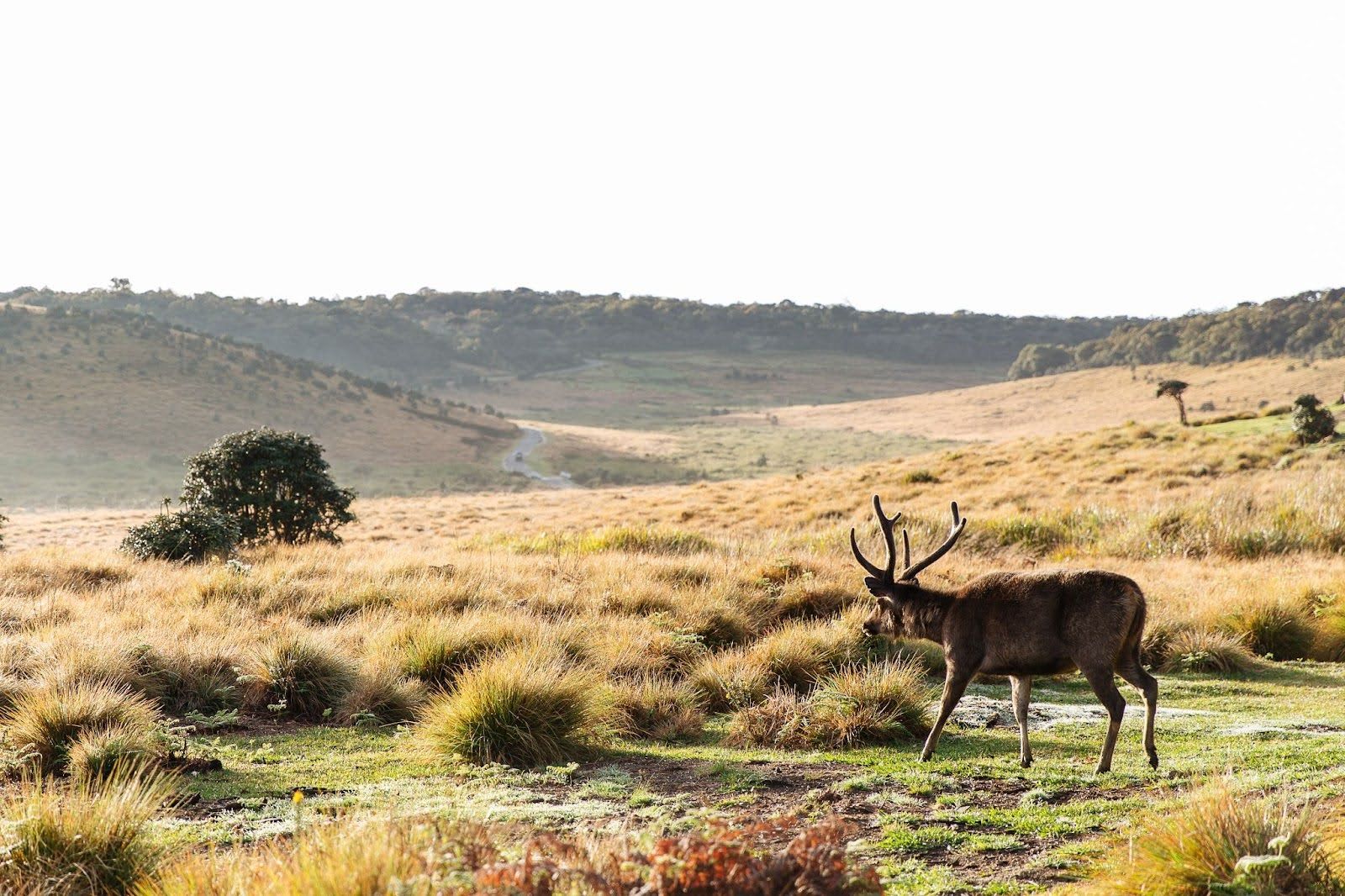 deer.jpg