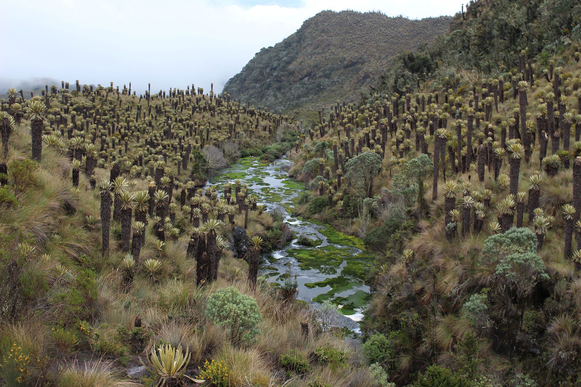 frailejones-forest-park.jpg