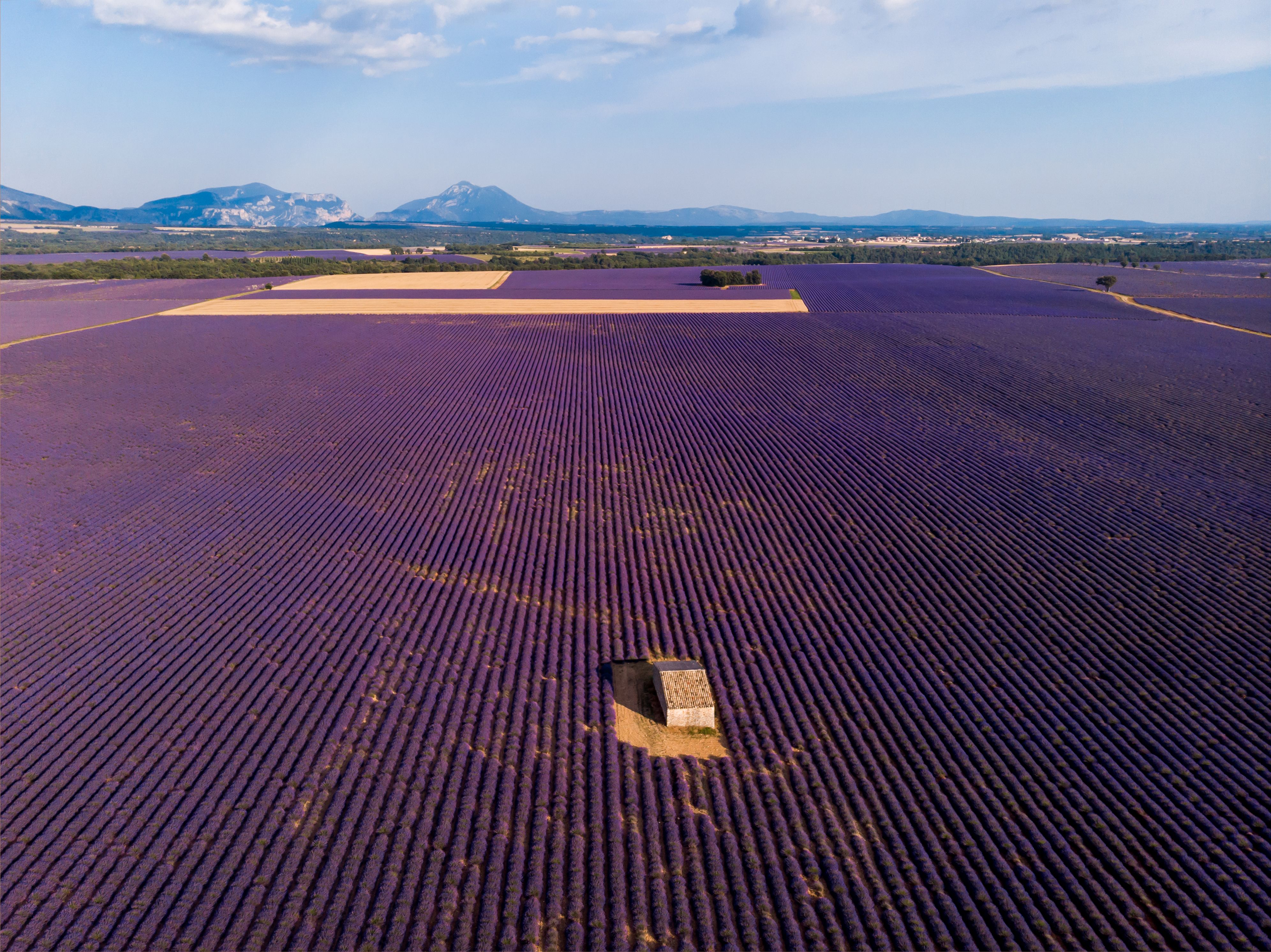 Provence lavender fields on Rouvylt